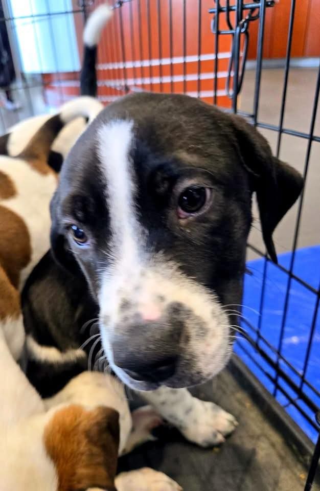 Hamster Boy and Tiger Lilly Rescue