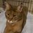 CPR 2nd Chance Cat Sanctuary
