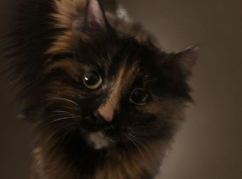 Vote for Shelter Angels Inc.