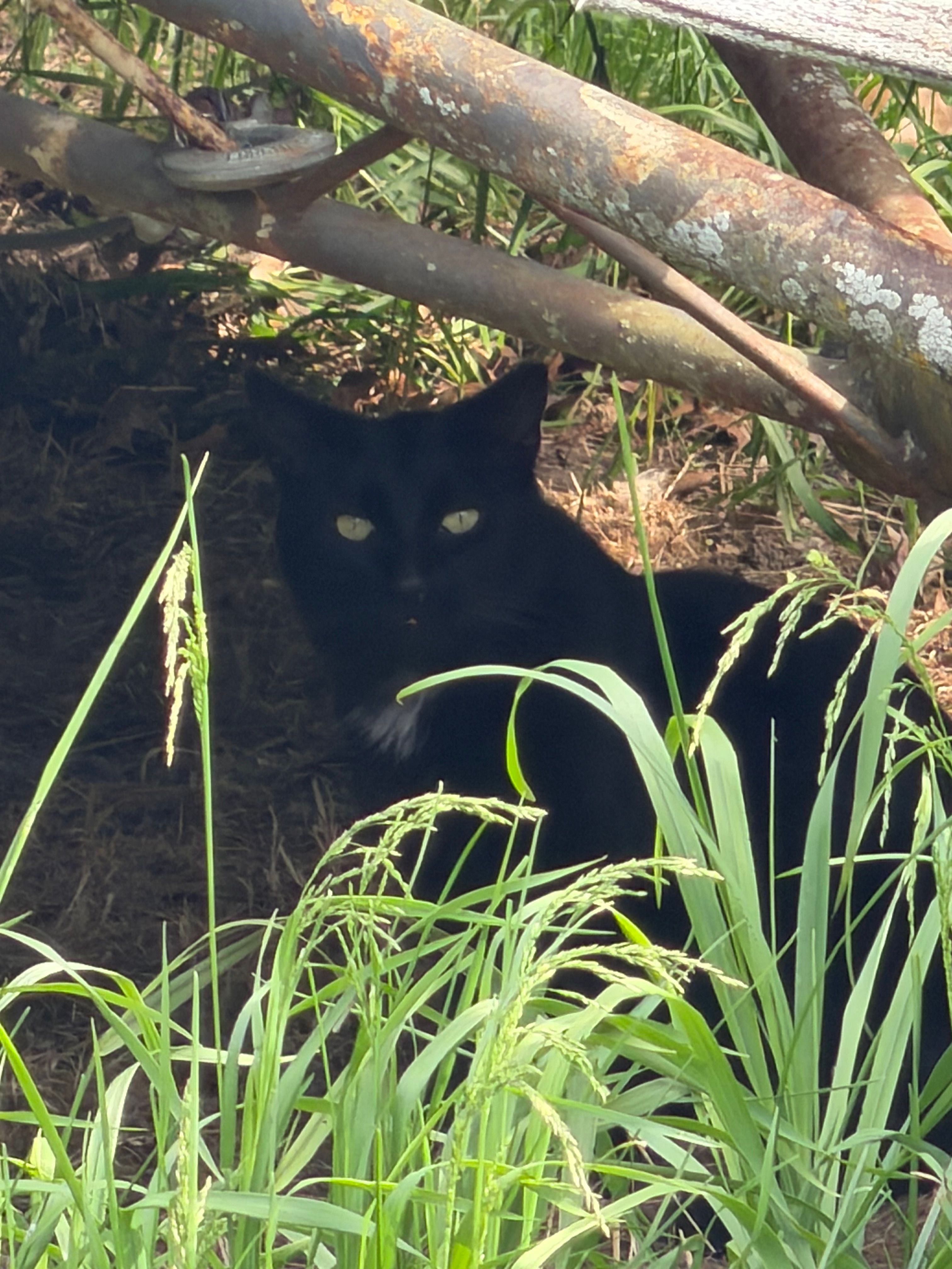 Thumb Kitties TNR & Adoption