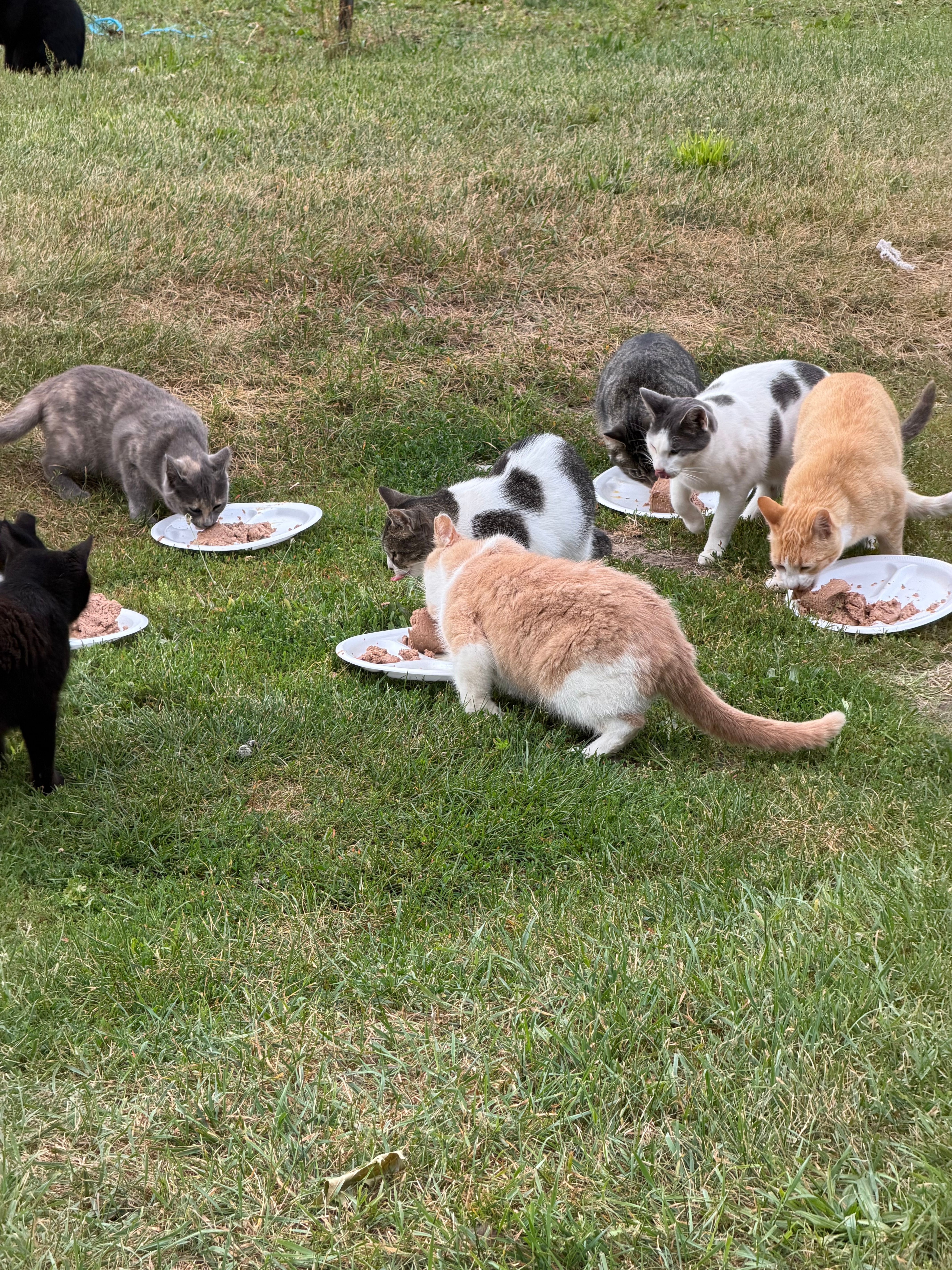 Thumb Kitties TNR & Adoption