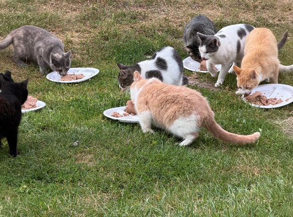 Thumb Kitties TNR & Adoption