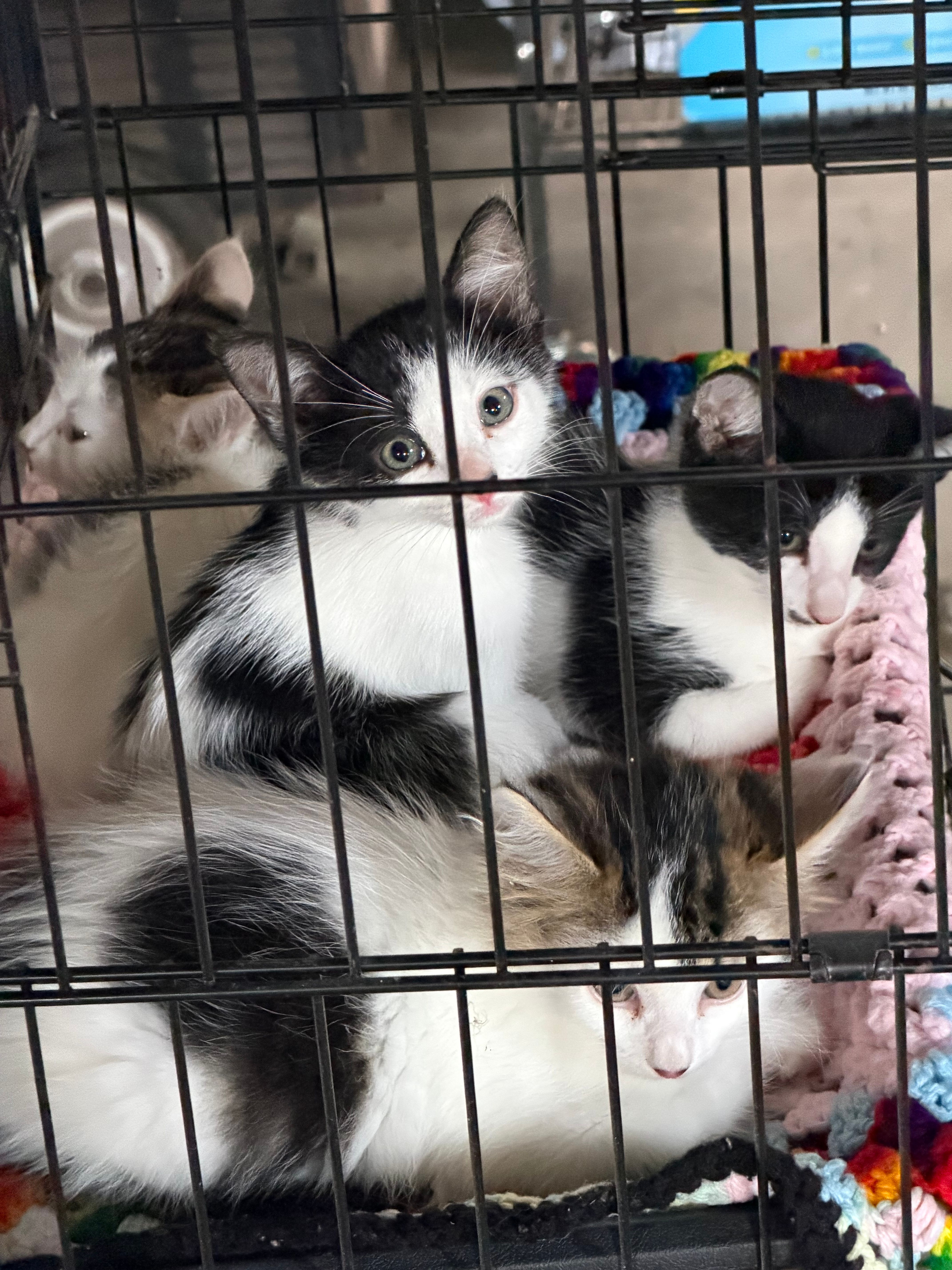 Thumb Kitties TNR & Adoption