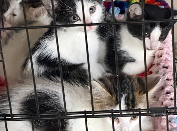 Thumb Kitties TNR & Adoption