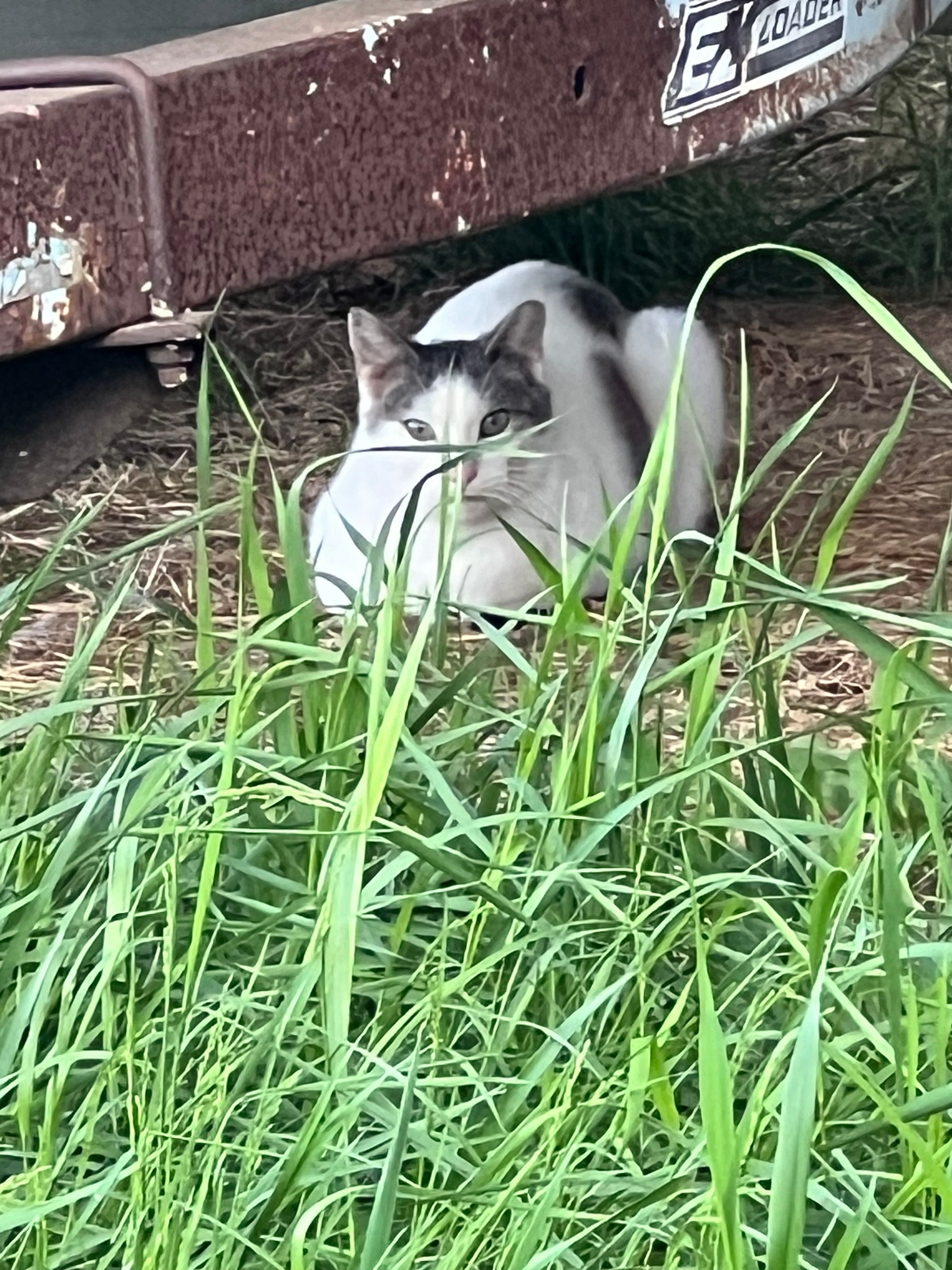 Thumb Kitties TNR & Adoption