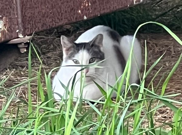 Thumb Kitties TNR & Adoption