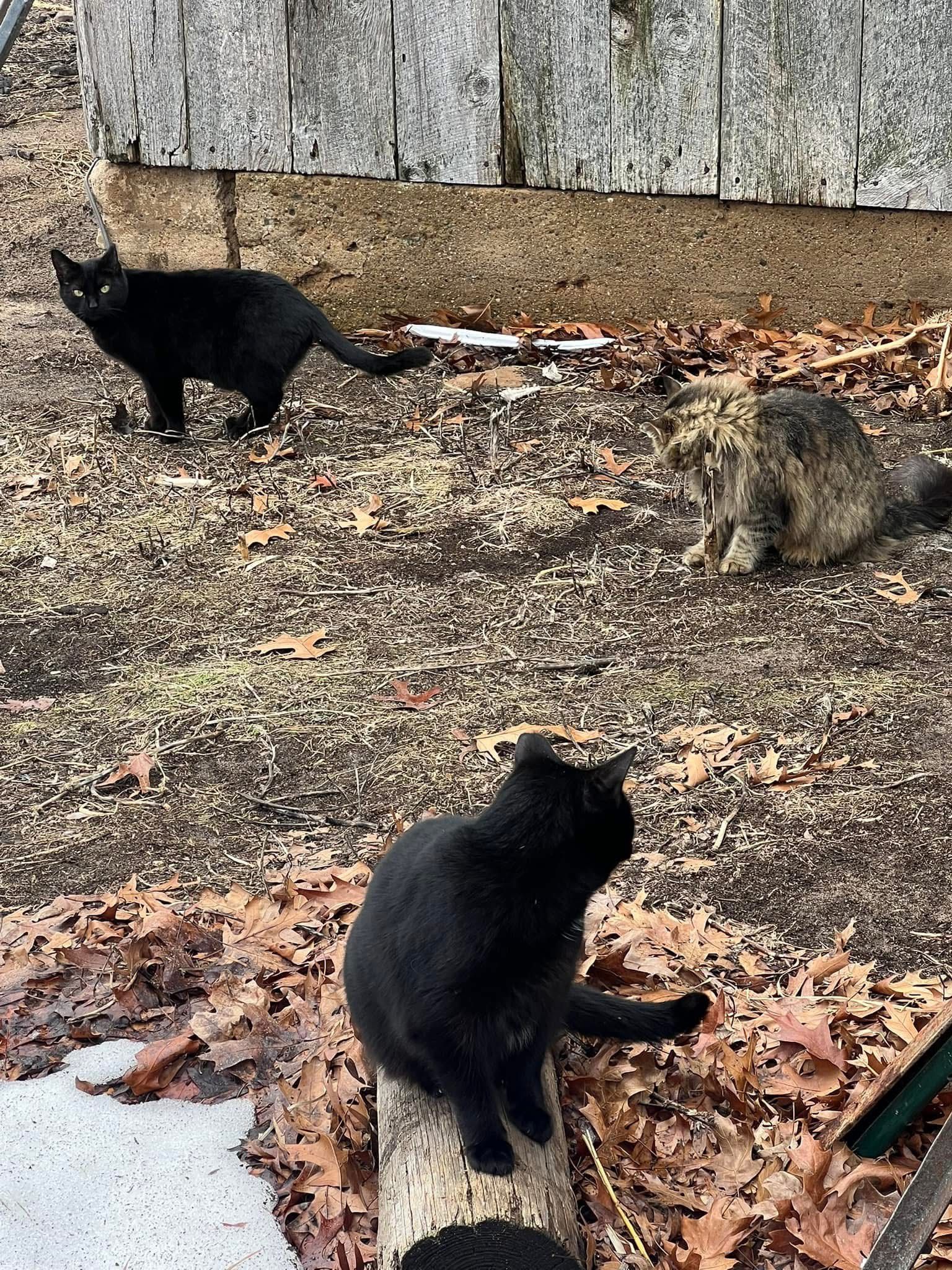 Thumb Kitties TNR & Adoption