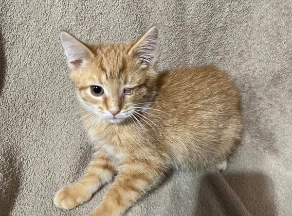 Thumb Kitties TNR & Adoption