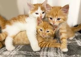 Plumas Animal Welfare Society