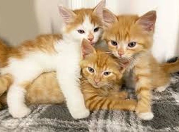 Plumas Animal Welfare Society