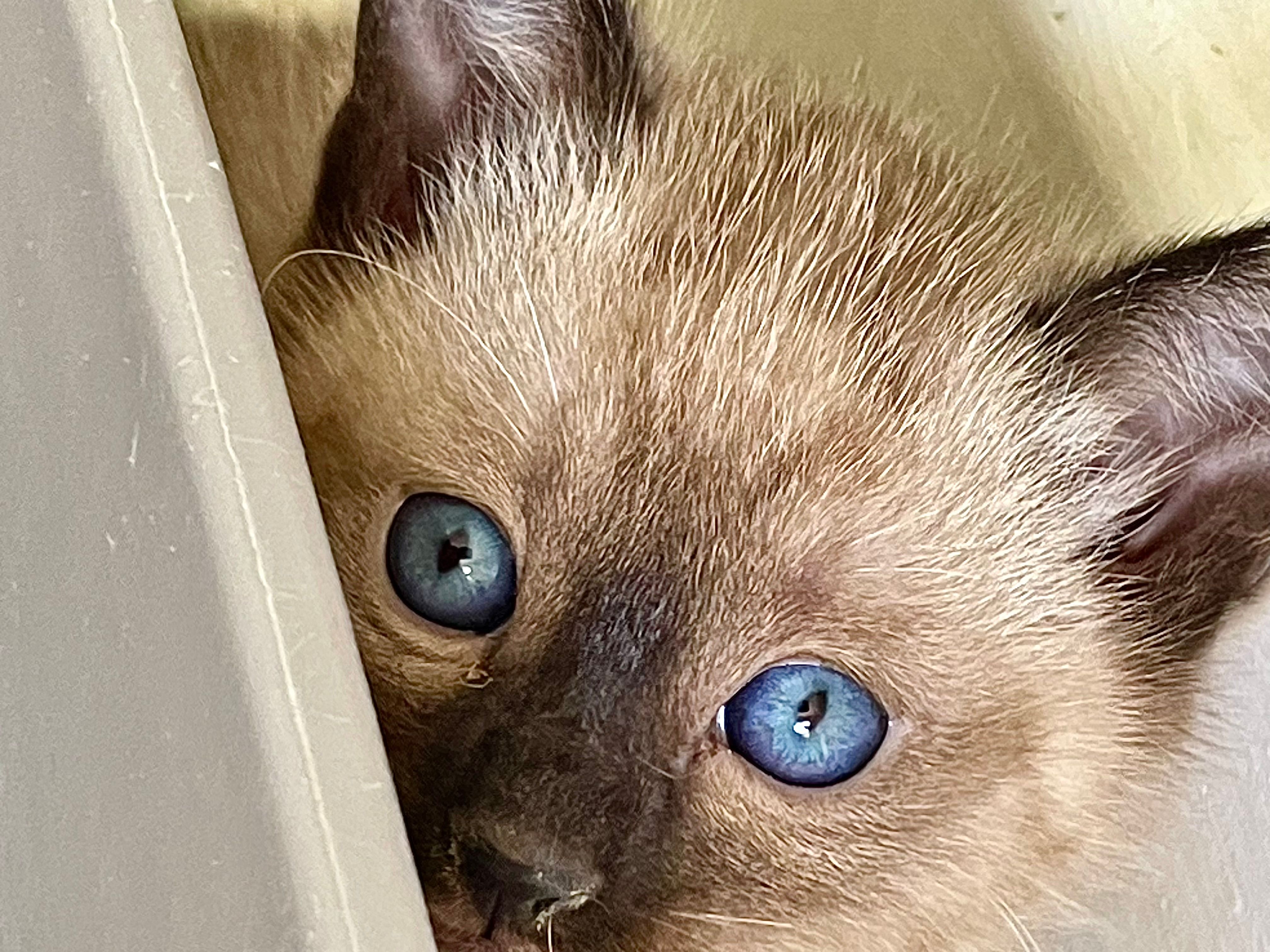 Plumas Animal Welfare Society
