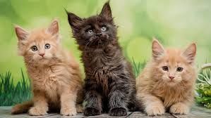 Plumas Animal Welfare Society