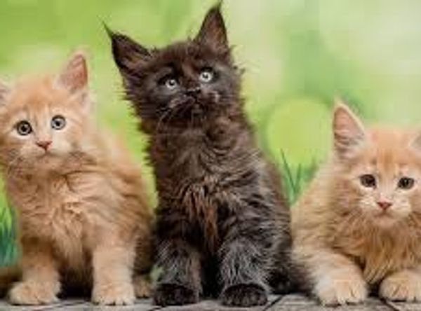 Plumas Animal Welfare Society