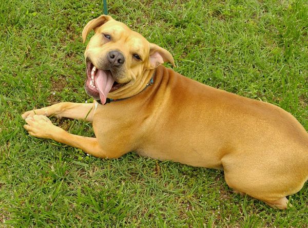 Ross Caydens Journey Inc