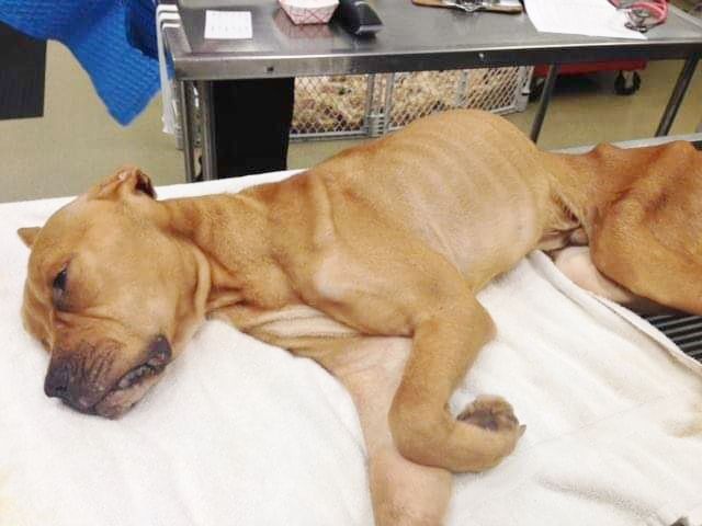 Ross Caydens Journey Inc