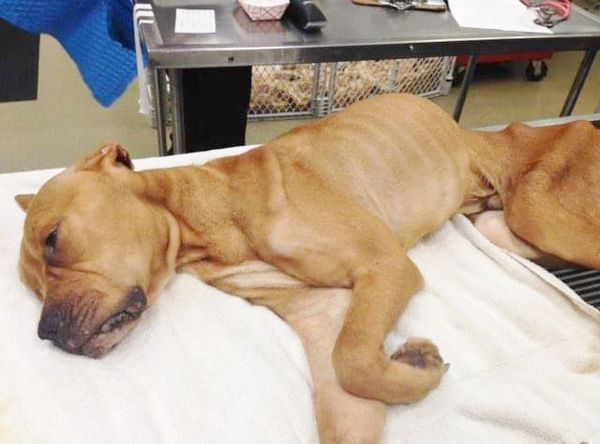 Ross Caydens Journey Inc