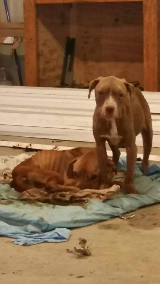 Ross Caydens Journey Inc