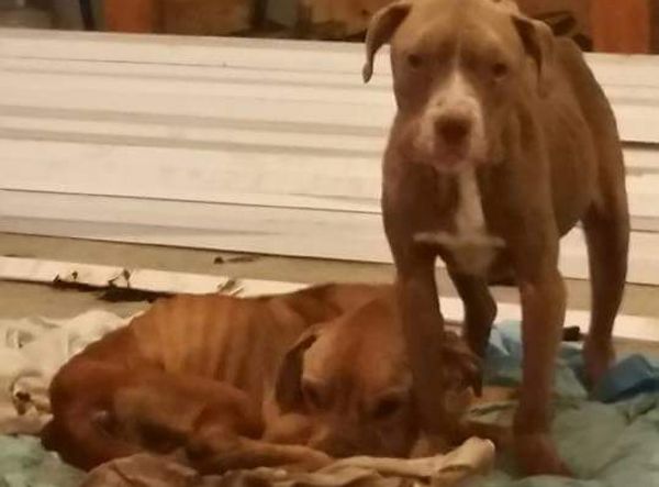 Ross Caydens Journey Inc