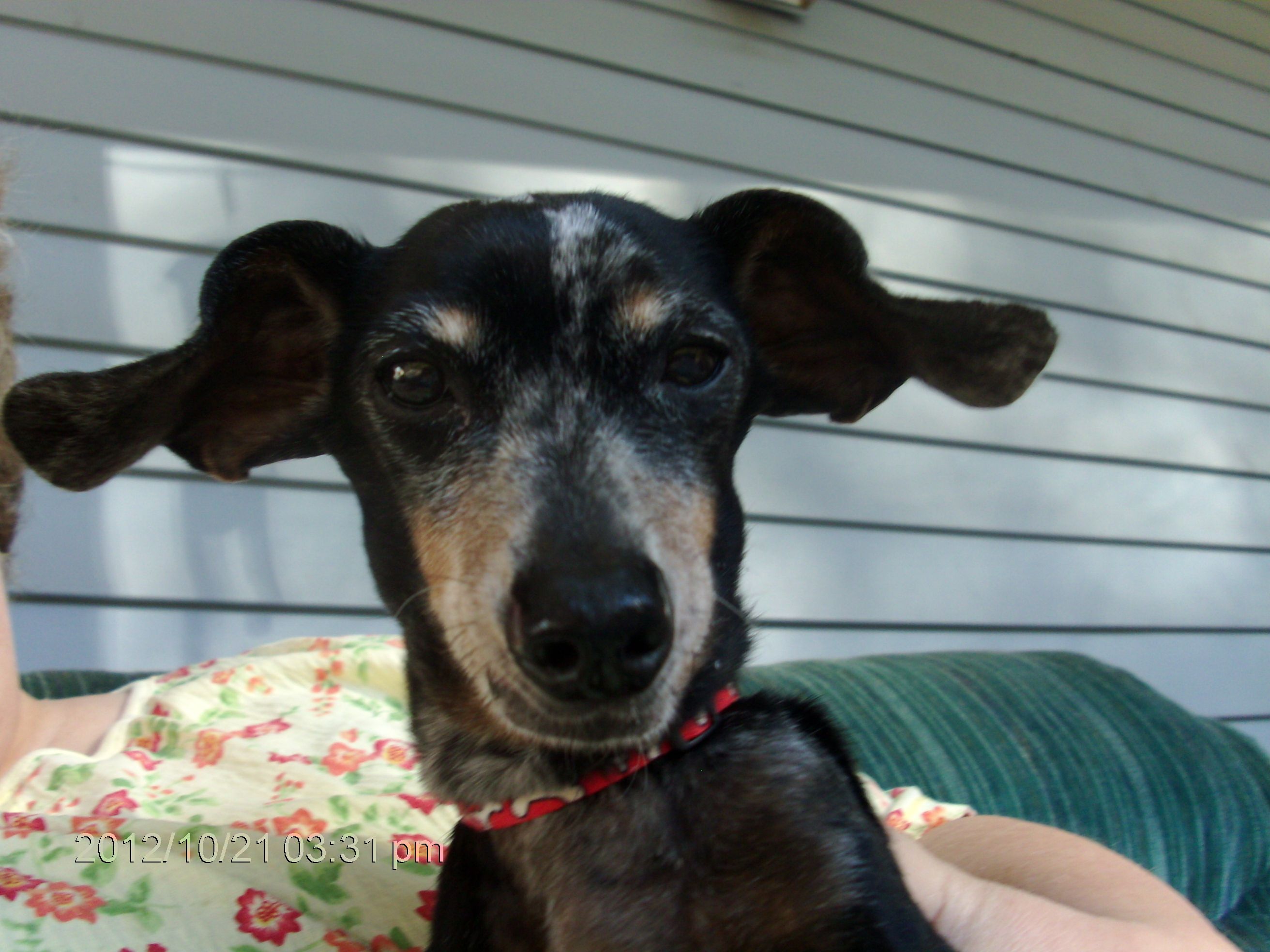 Sophia's Grace Foundation