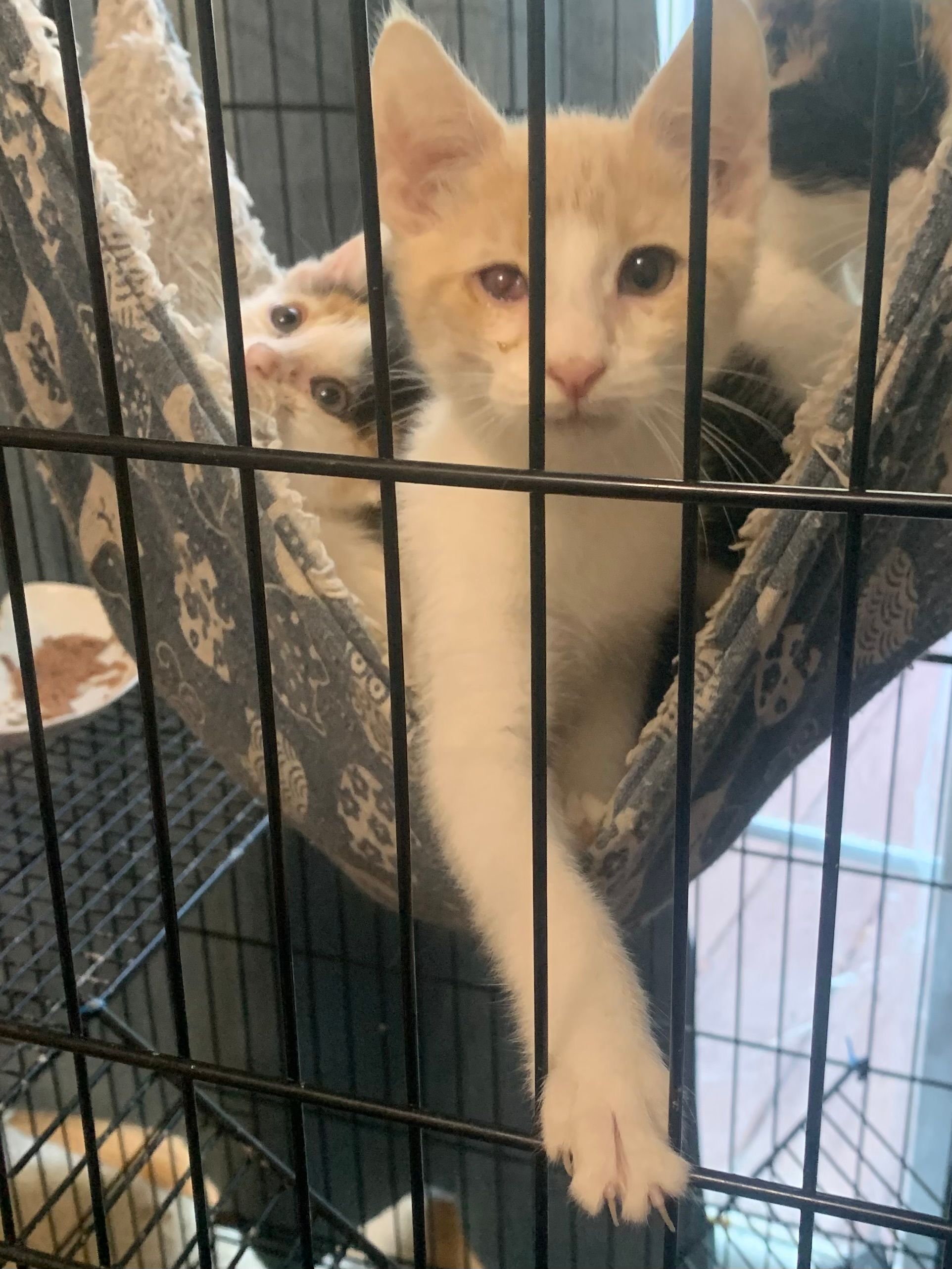 Potnets Catnippers Association