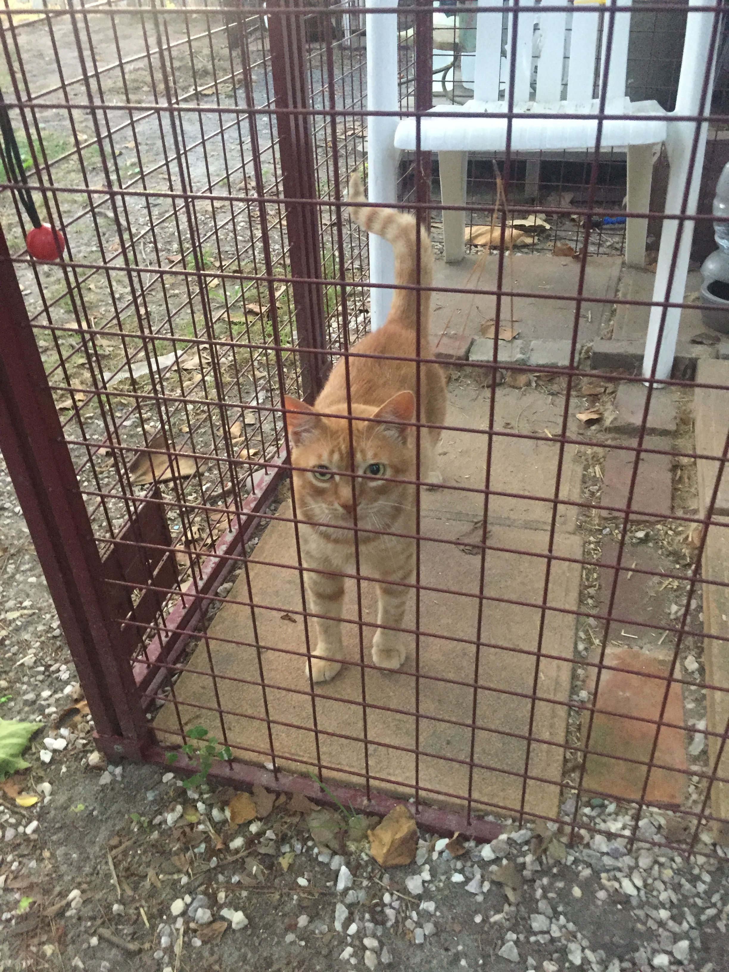 Potnets Catnippers Association