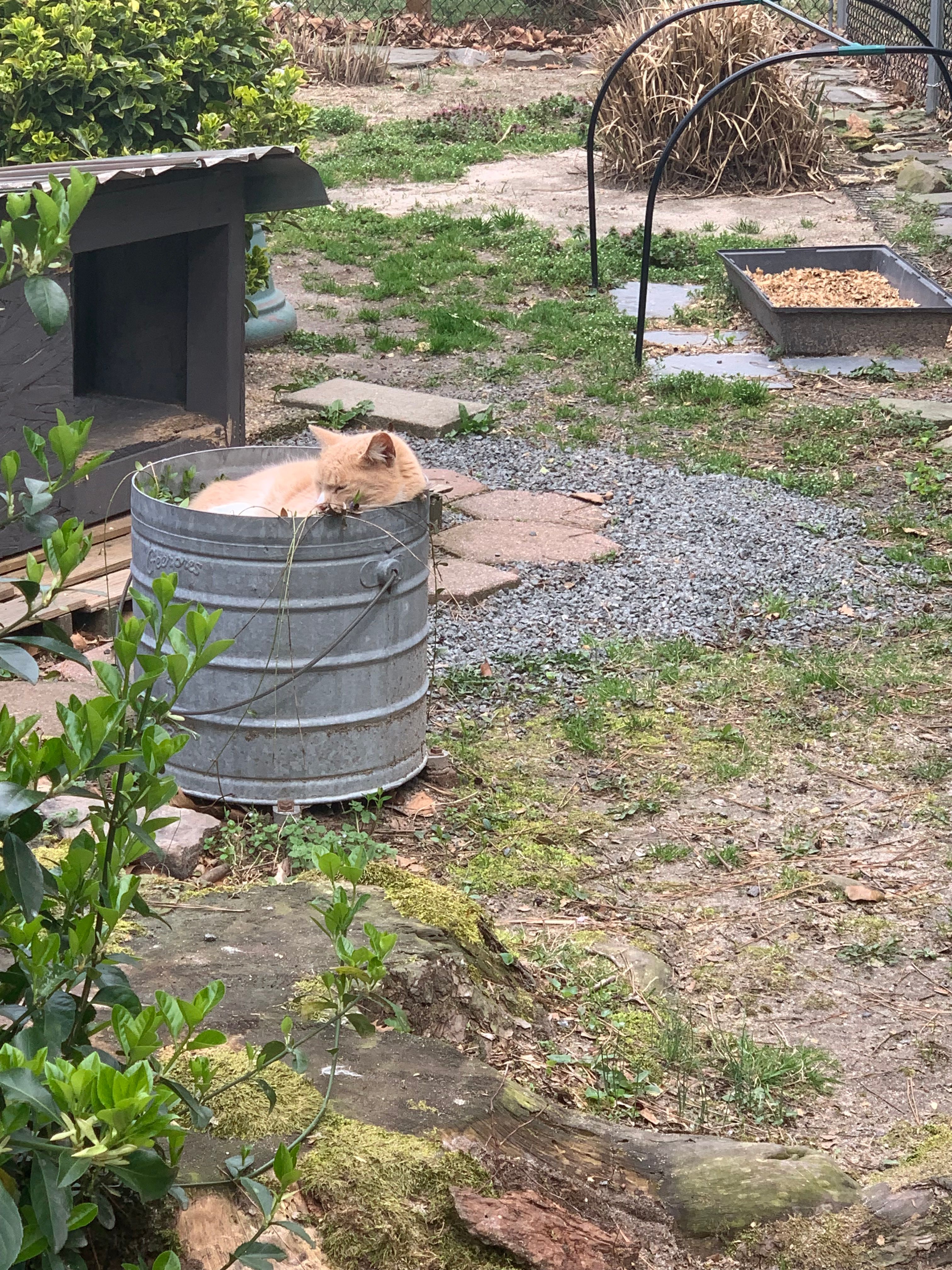 Potnets Catnippers Association