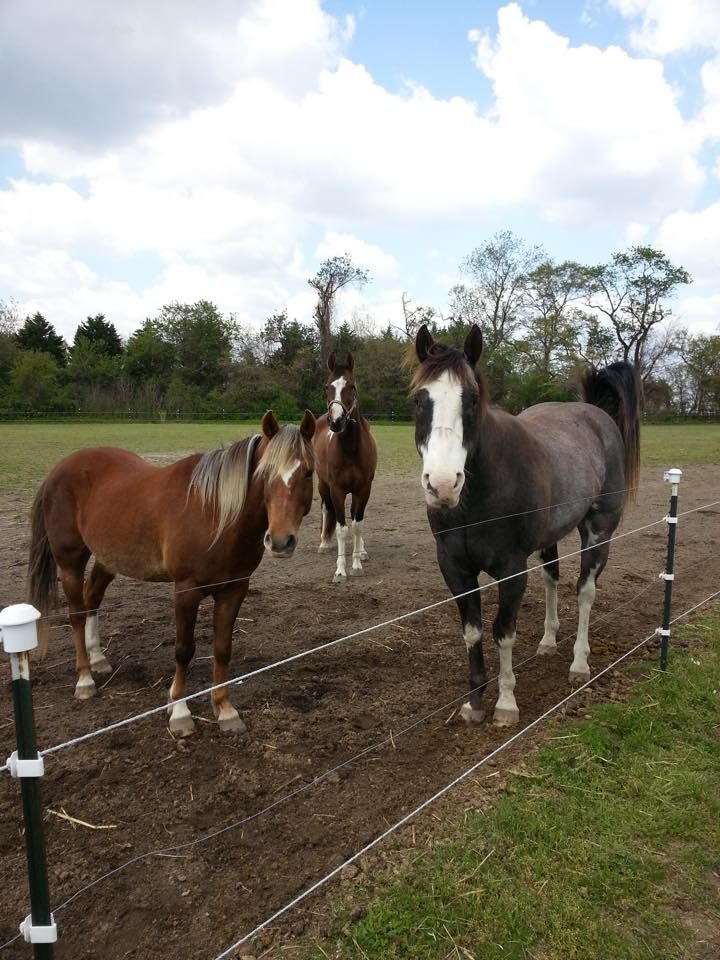 Changing Fates Equine Rescue