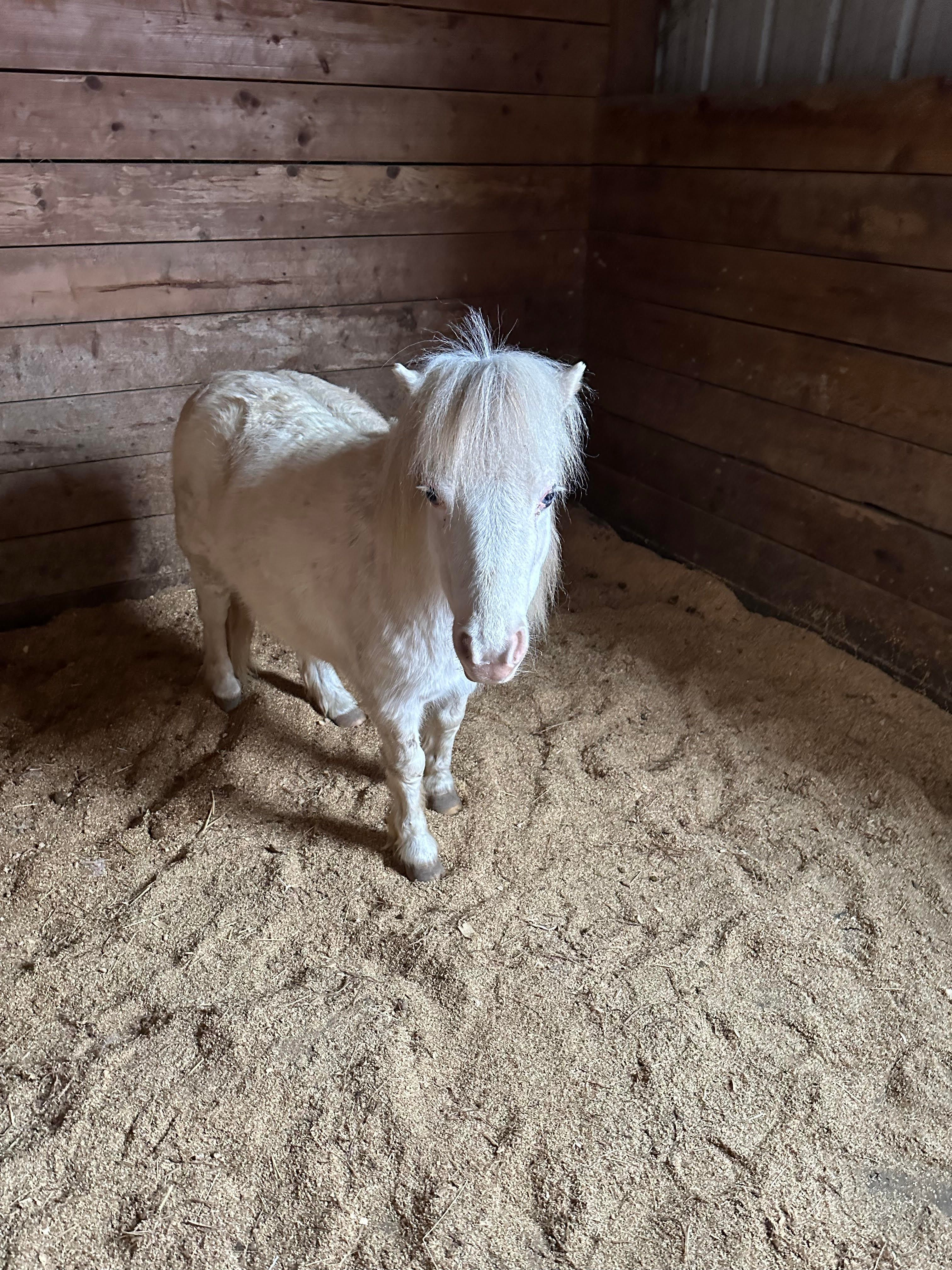 Changing Fates Equine Rescue