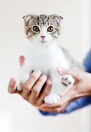 Cats Around Town Society, Inc.