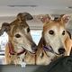 Greyhound Pet Adoptions of Delaware (GPAD)