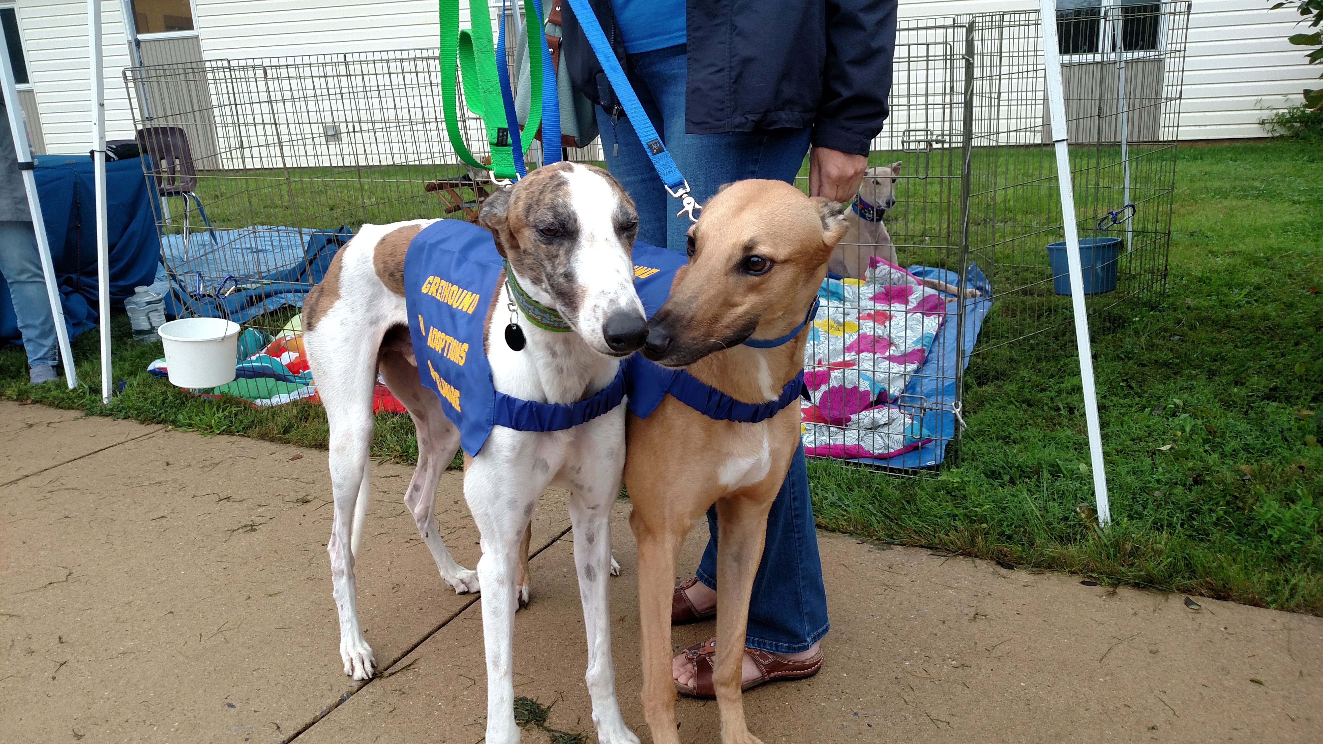 Greyhound Pet Adoptions of Delaware (GPAD)