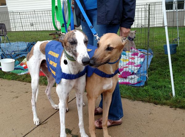 Greyhound Pet Adoptions of Delaware (GPAD)