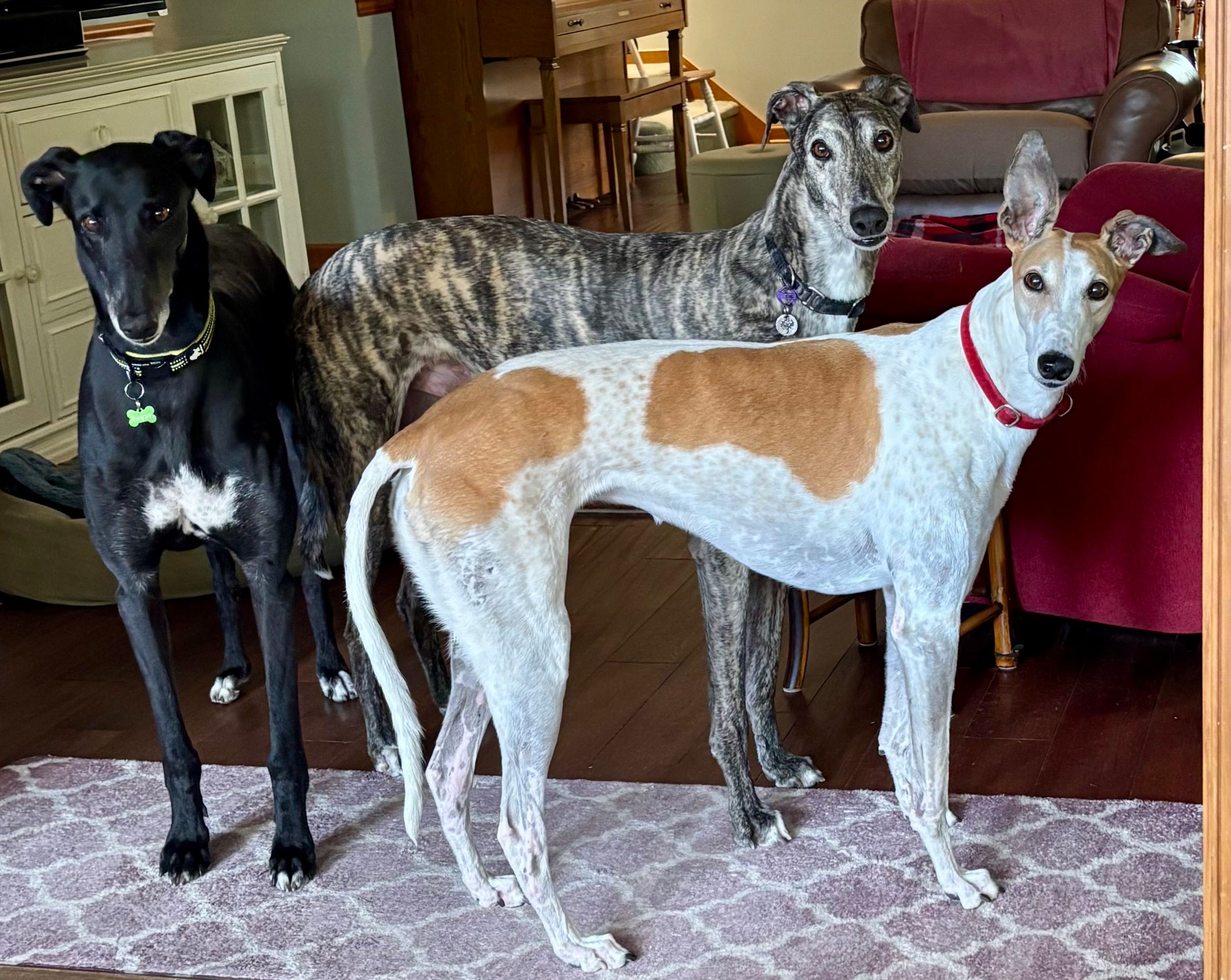 Greyhound Pet Adoptions of Delaware (GPAD)