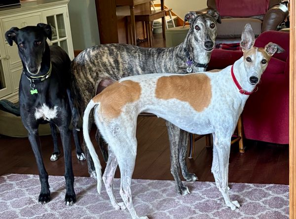 Greyhound Pet Adoptions of Delaware (GPAD)