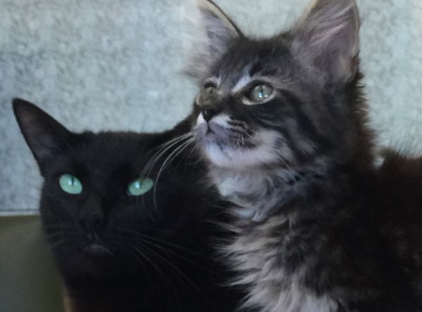 Taylor Jones Humane Society