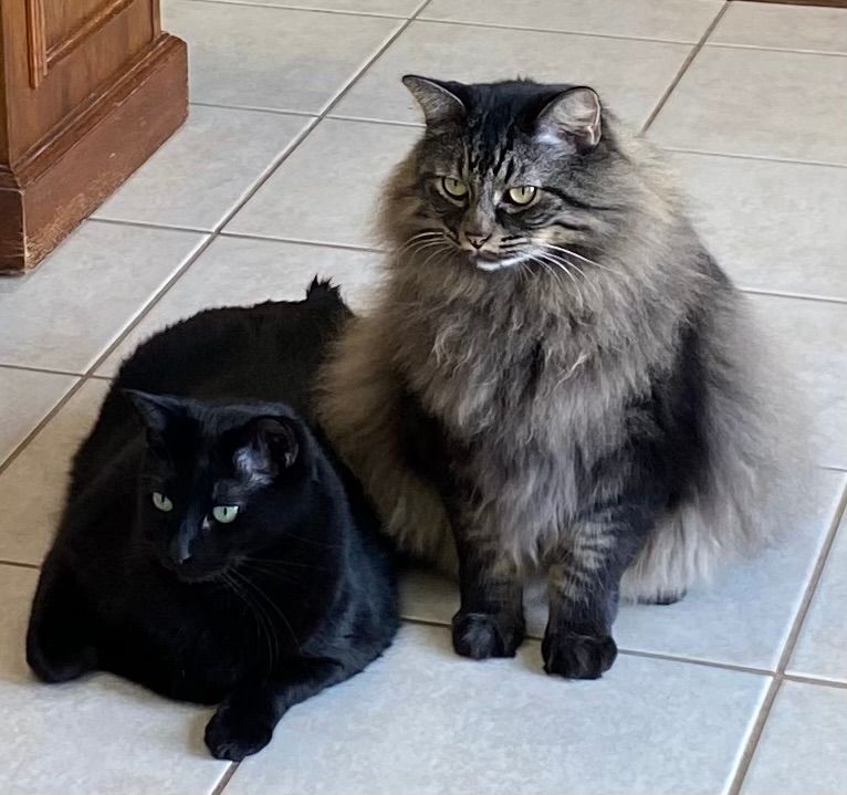 Taylor Jones Humane Society