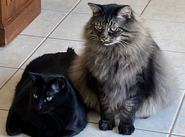 Taylor Jones Humane Society