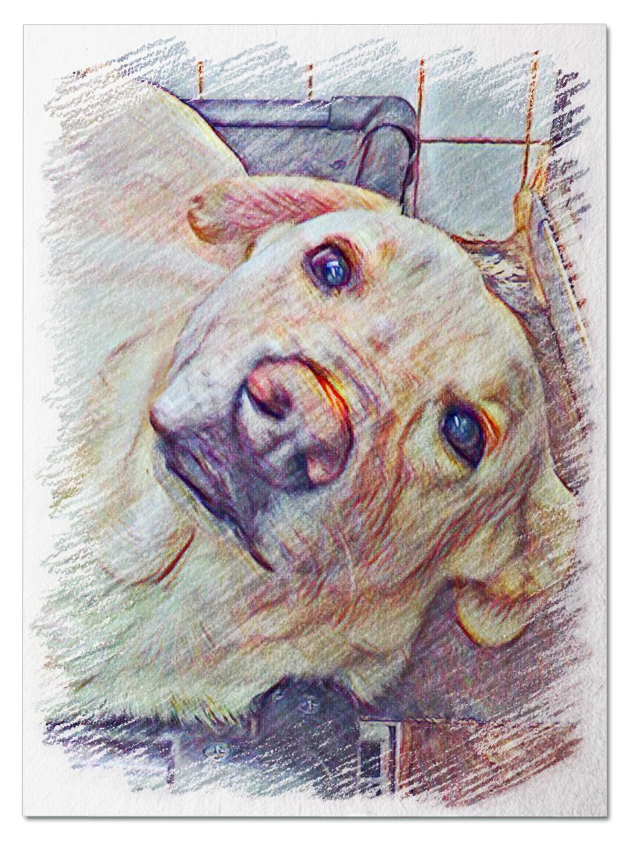 Taylor Jones Humane Society