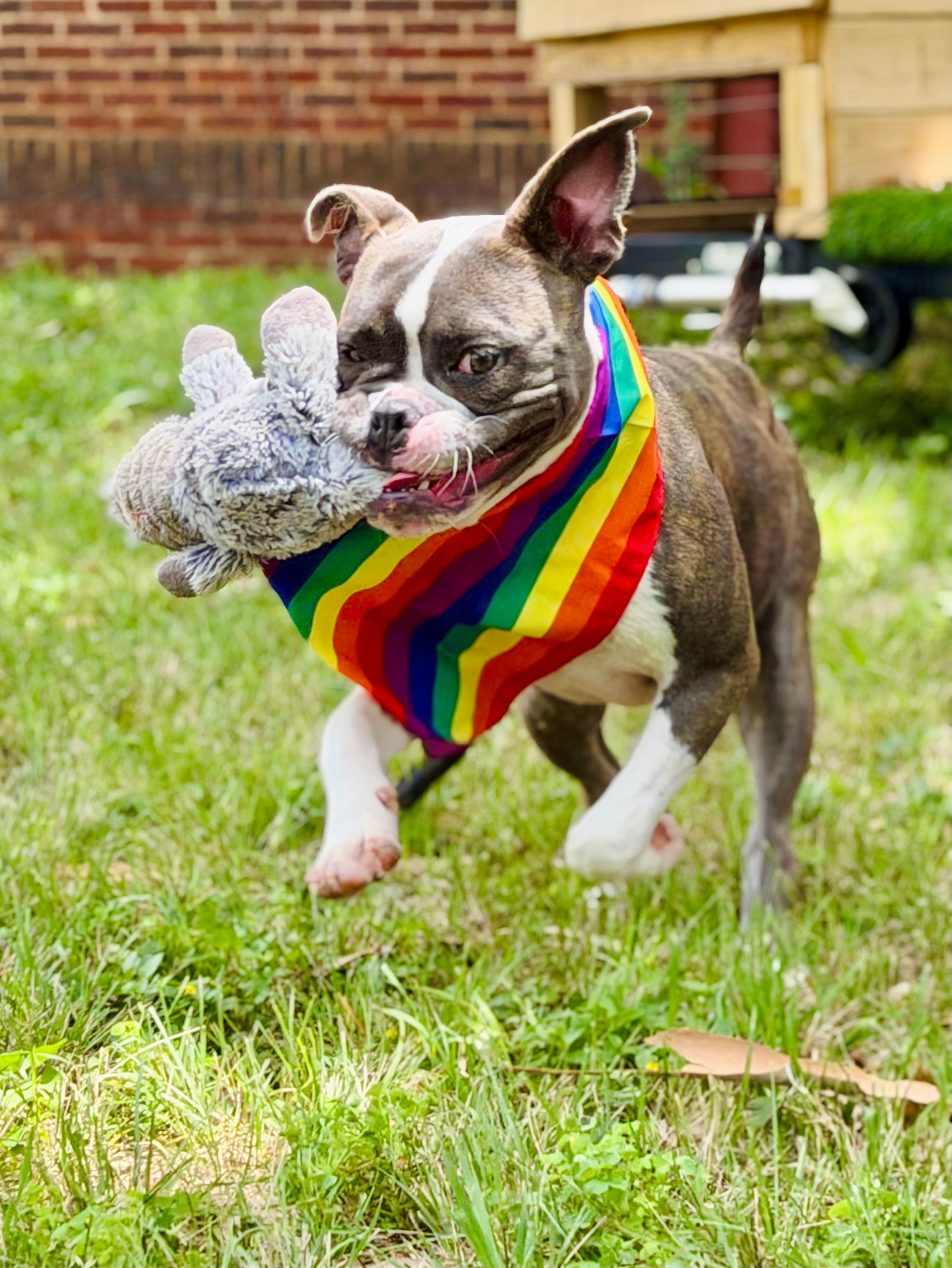 Coleman Canine Collective
