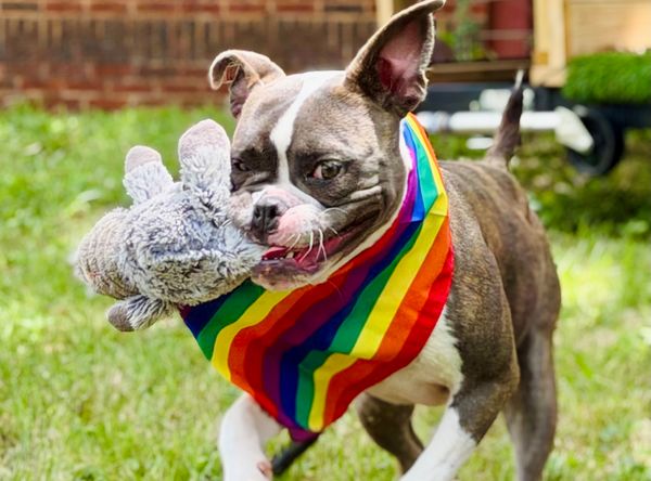 Coleman Canine Collective