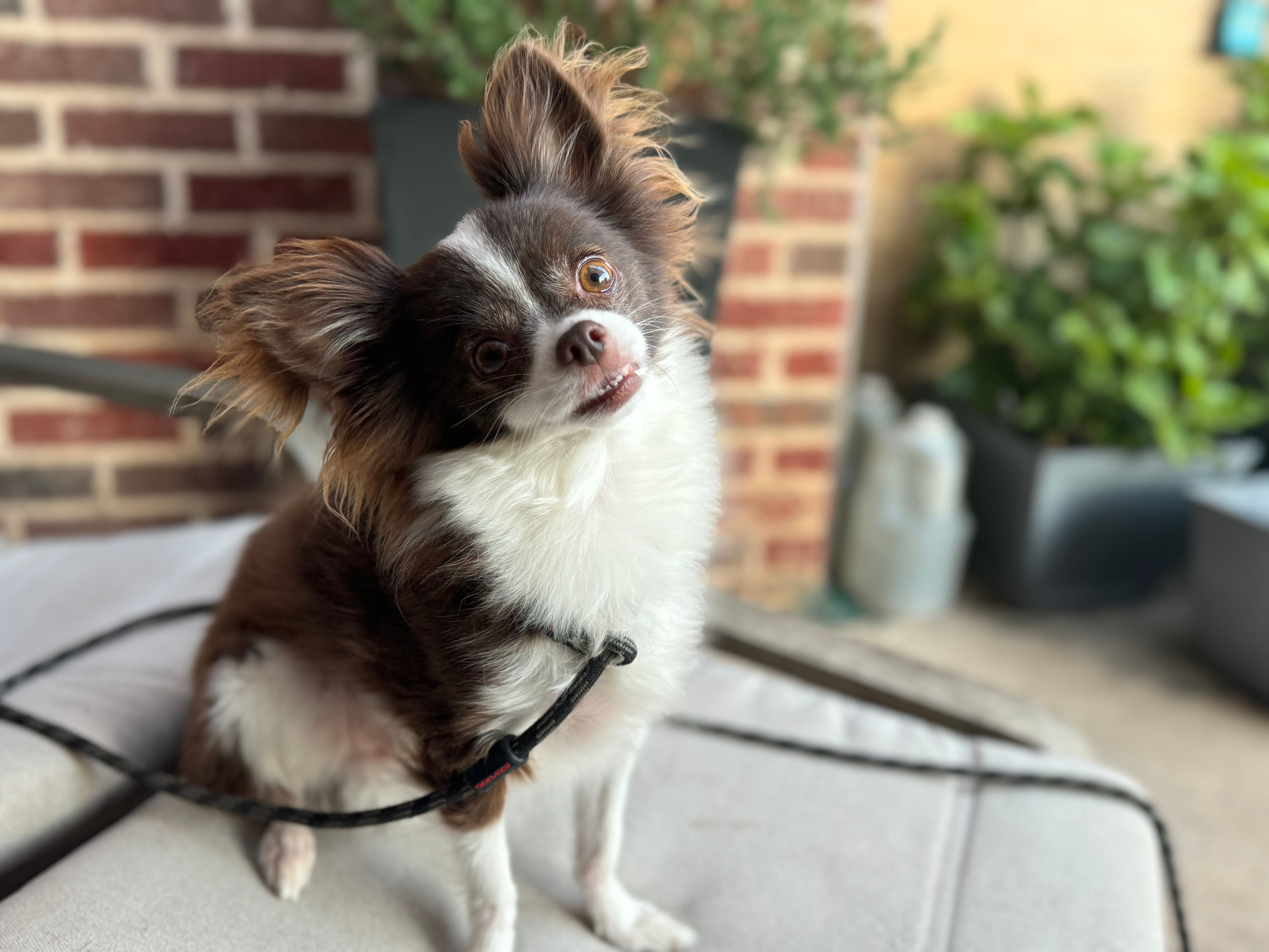 Coleman Canine Collective