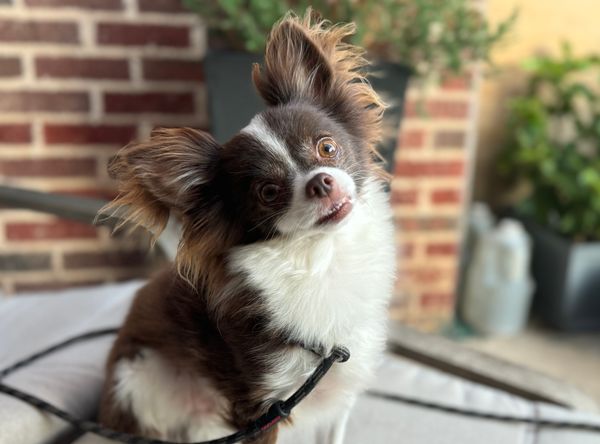 Coleman Canine Collective