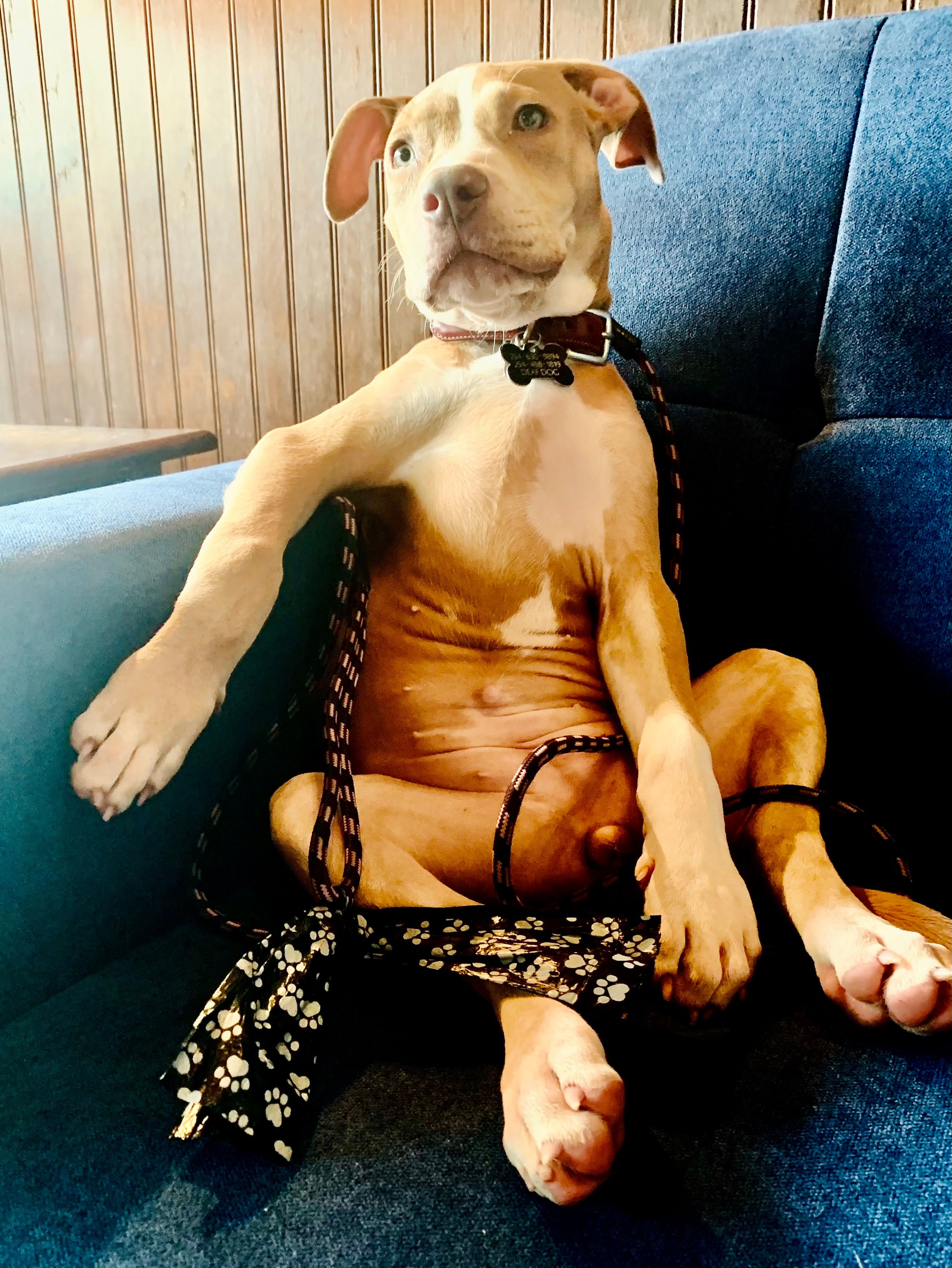 Coleman Canine Collective