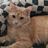 Lost Souls Cat Rescue