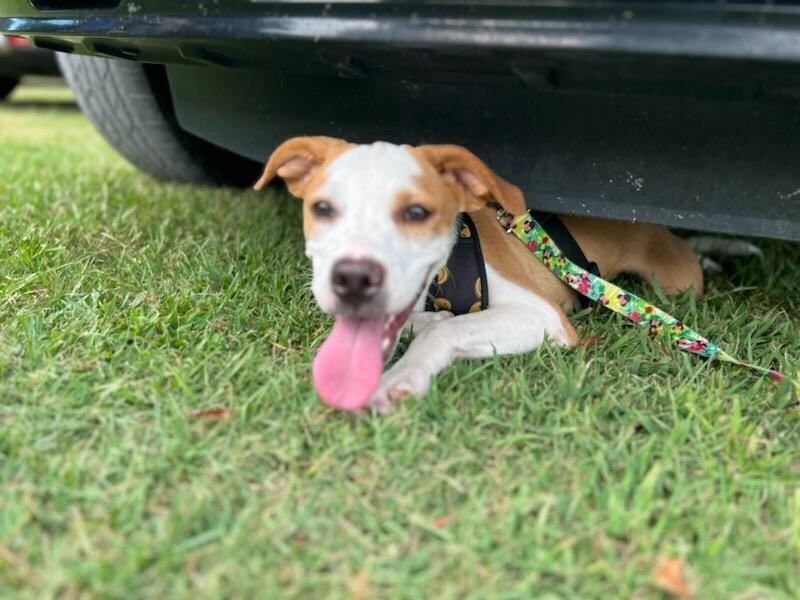 Humane Society Adoption Center of Monroe