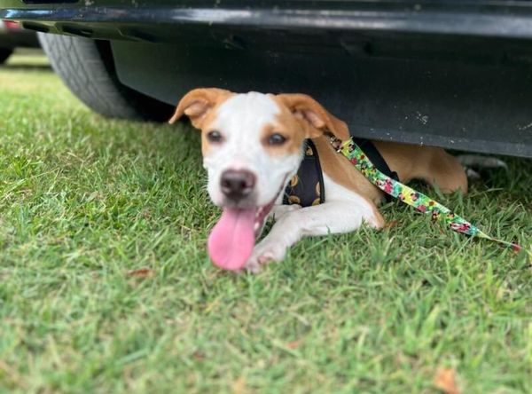 Humane Society Adoption Center of Monroe