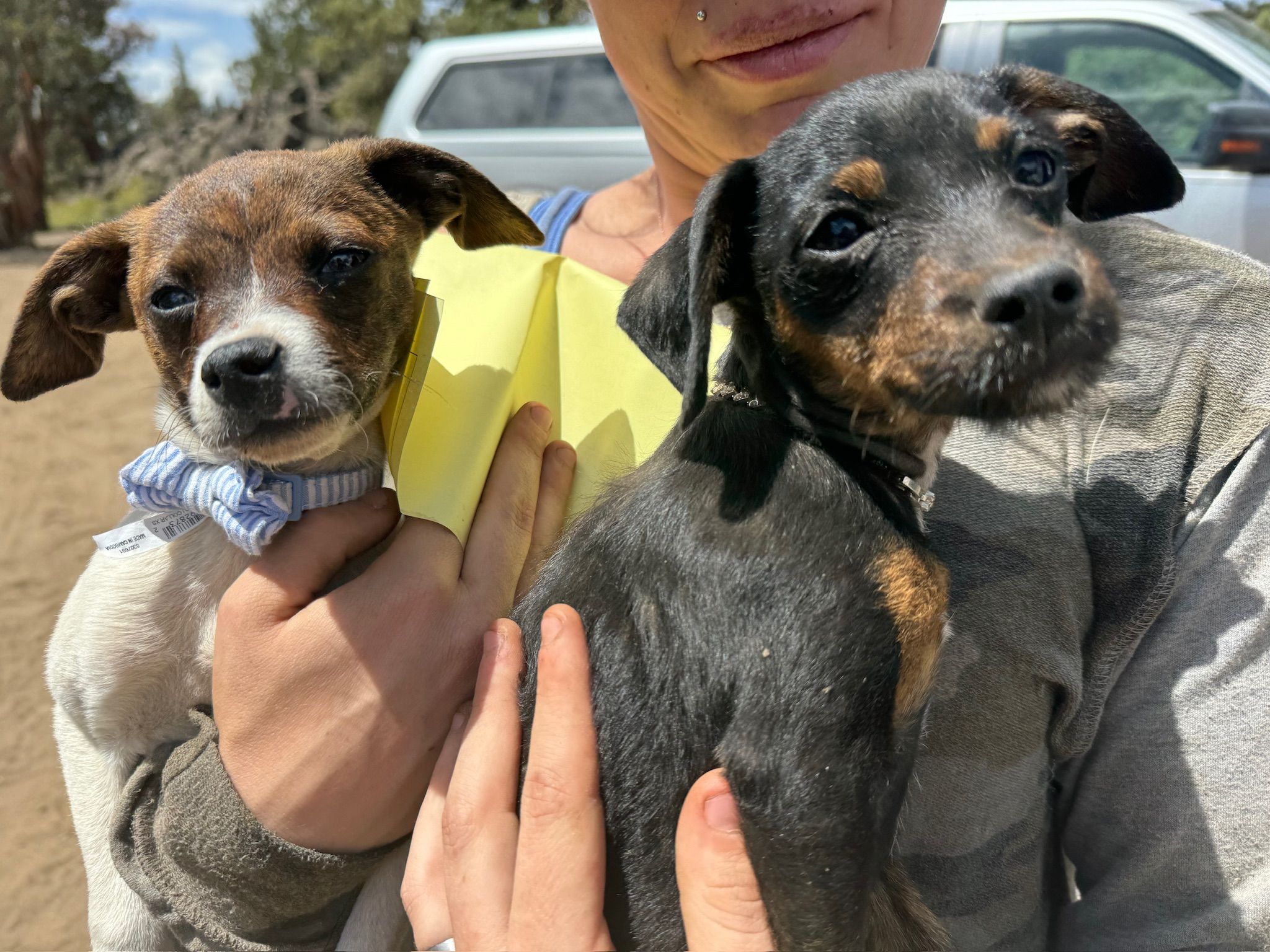 Companion Animal Medical Project