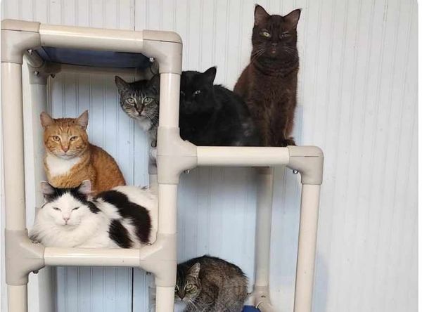 Tillamook Animal Shelter