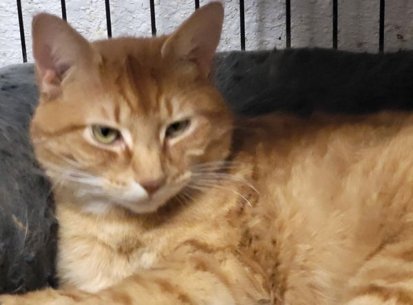 Tillamook Animal Shelter