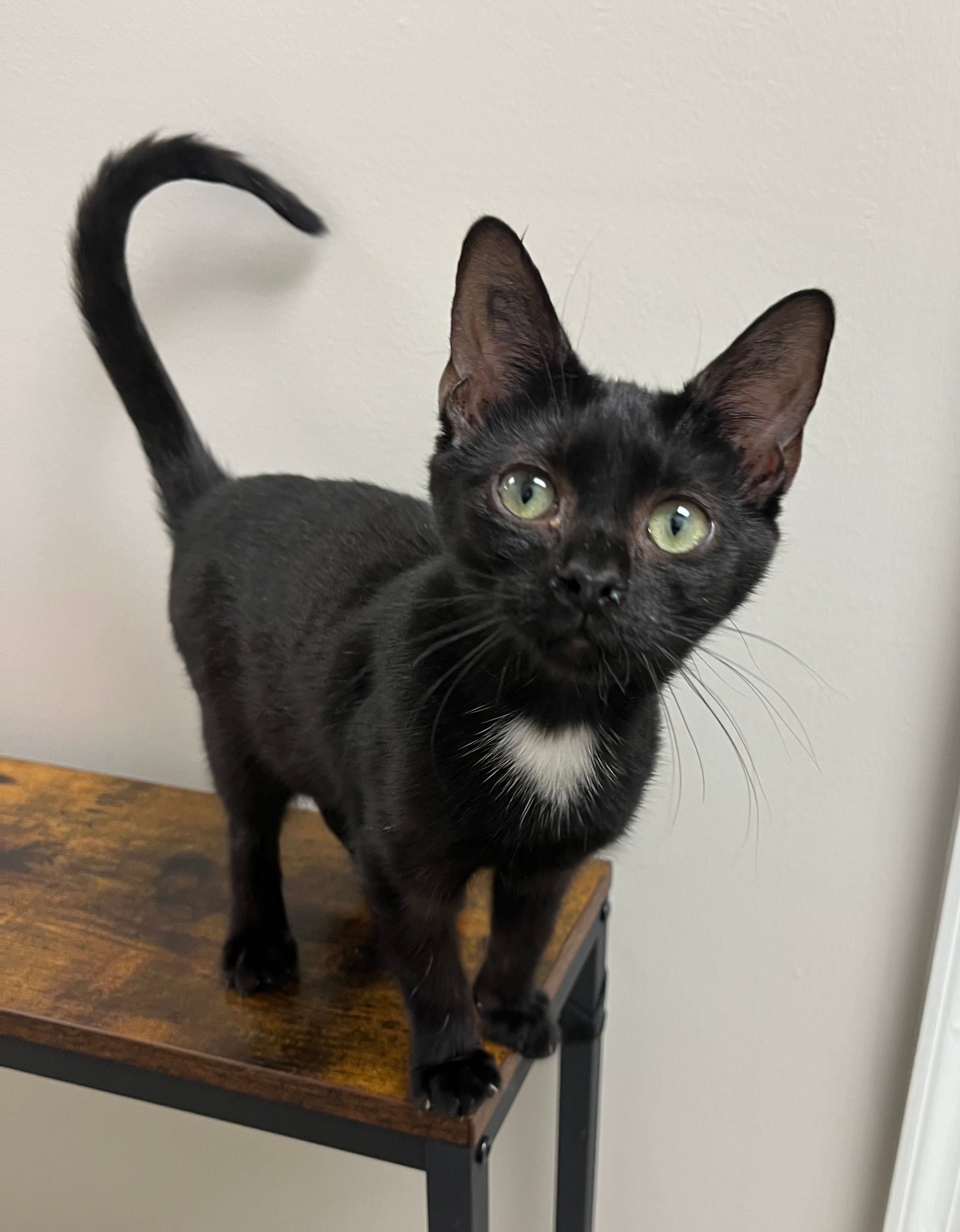 Cedarcrest Homestead Foster Tails & Kitten Rescue